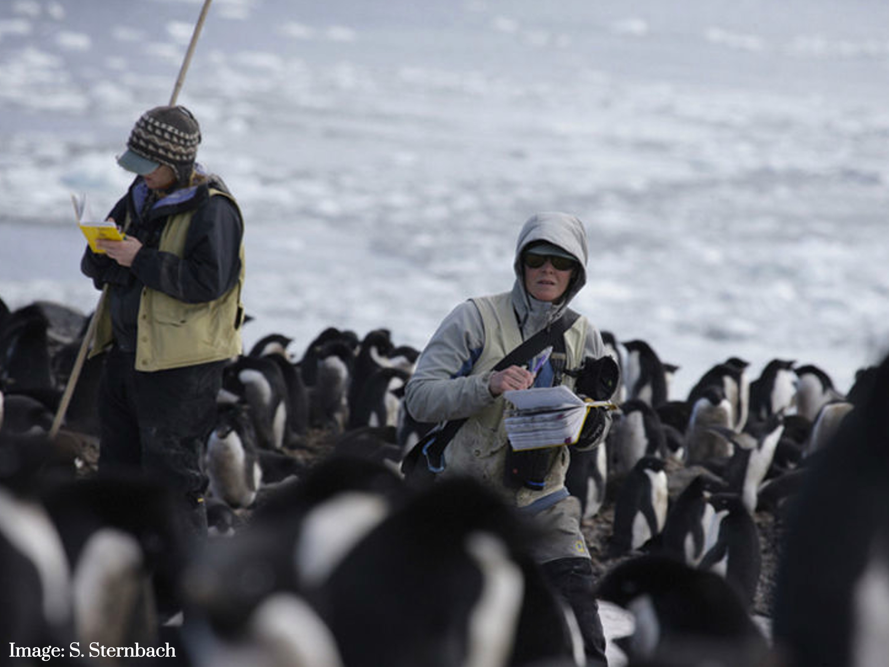 Photo of Dr Gorman in the middle of a flock of penguins